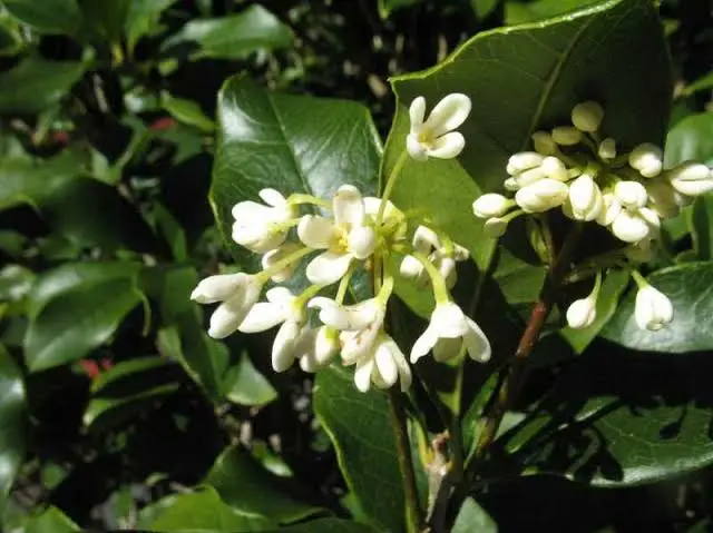Sweet Olive / Osmanthus (સ્વીટ ઓલિવ)